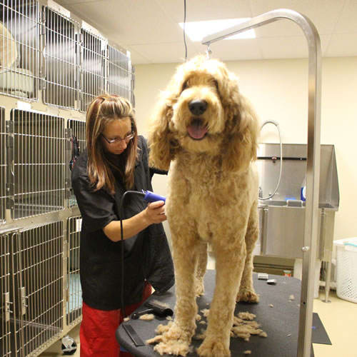 Grooming Dog