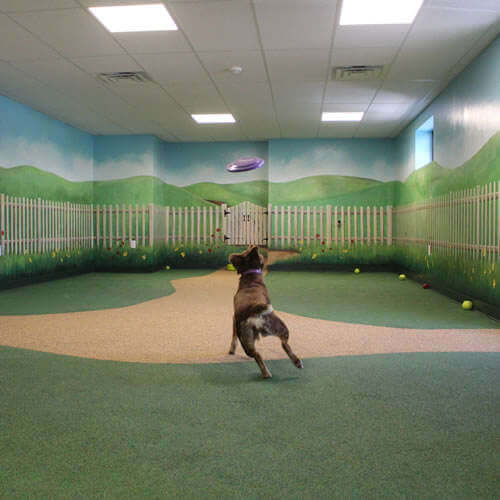 Dog Chasing Frisbee
