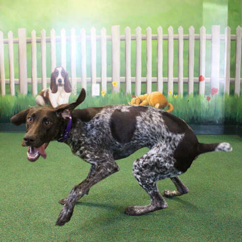 Dog Being Chased