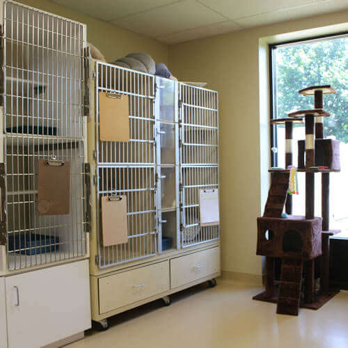 Kitty Retreat Room