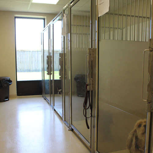Standard Dog Kennels